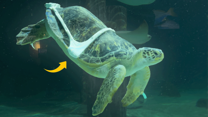 Photograph shows Charlotte the sea turtle swimming under water after she's been fit with the 3D-printed harness 