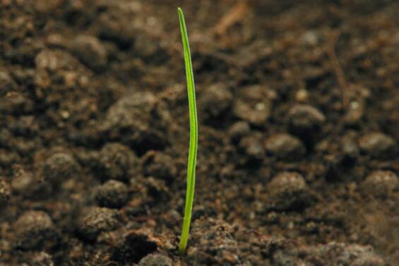 Die Jungpflanze hat dünne, aufrechte Blätter. Das Ungras neigt zu dichter Bestockung. Die Blattspreite ist glatt und läuft in einer Spitze aus. Die Unterseite ist glänzend, mit deutlicher Doppelrille.