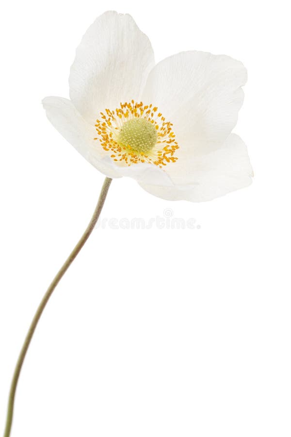 White Flower of Anemone, Isolated on White Background Stock Photo ...