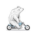 polar bear is riding on motorcycle