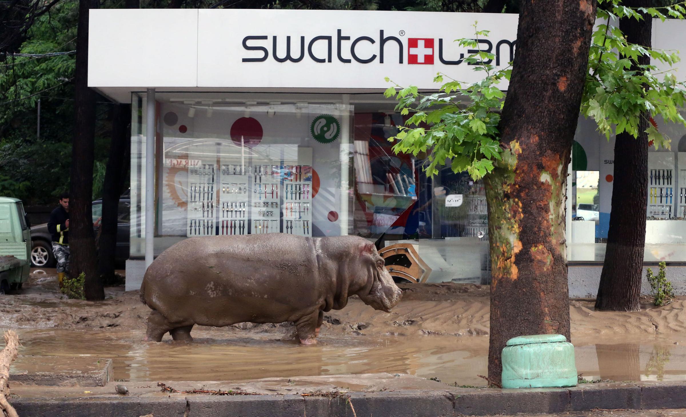 A hippopotamus stands in the mud in front of a Swatch watch kiosk after it escaped from a flooded zoo in Tbilisi, Georgia, , June 14, 2015.