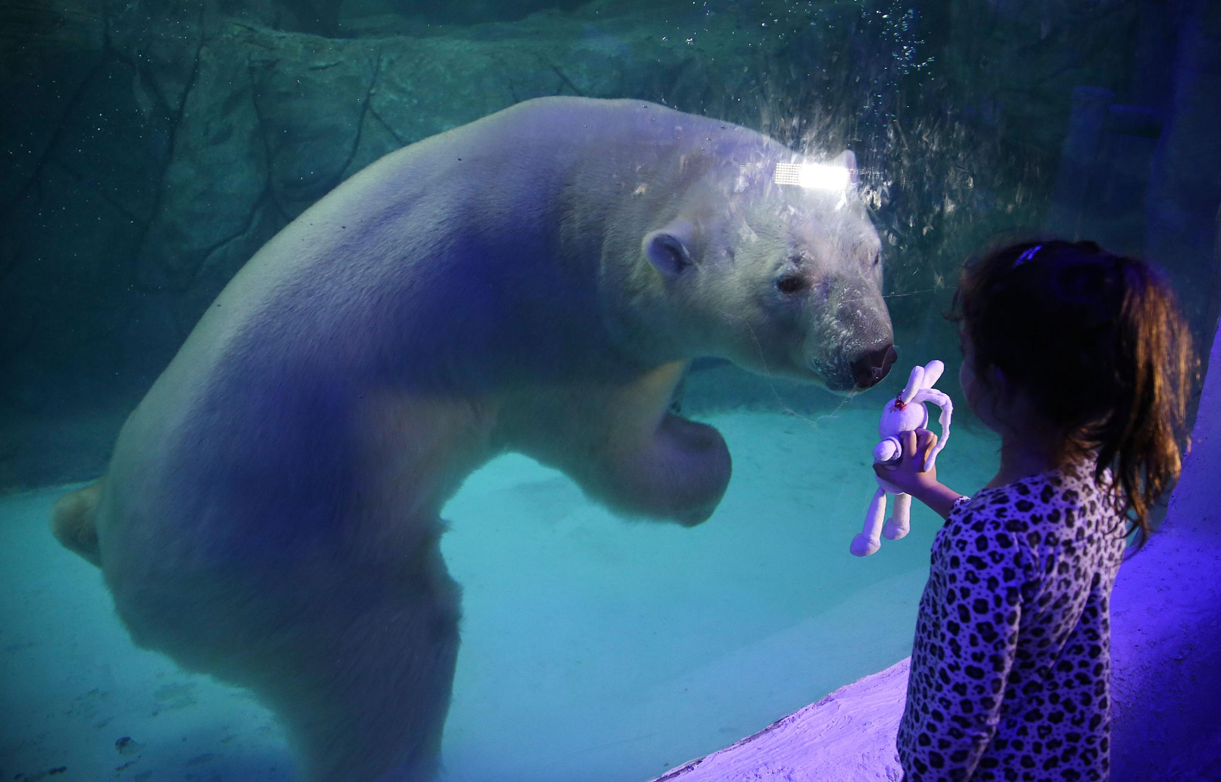 APTOPIX Brazil Polar Bears