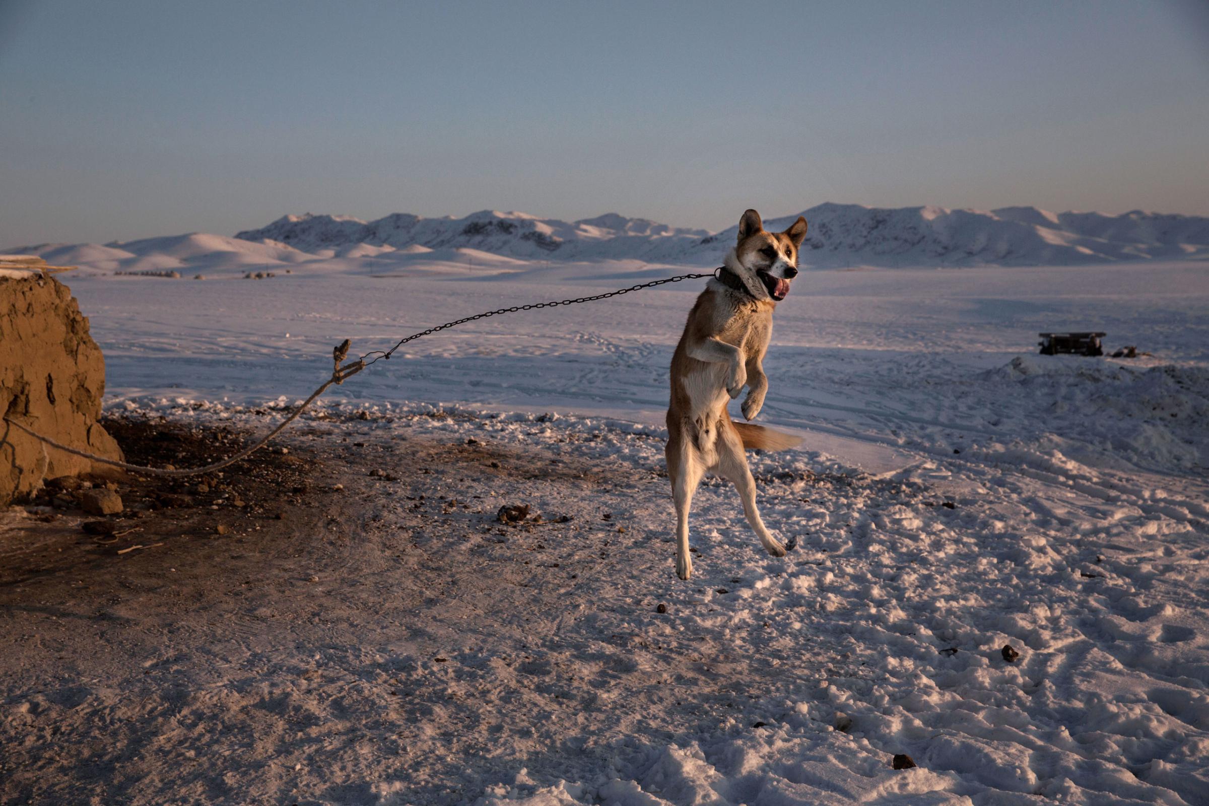 China's Kazakh Minority Preserve Culture Through Eagle Hunting in Western China