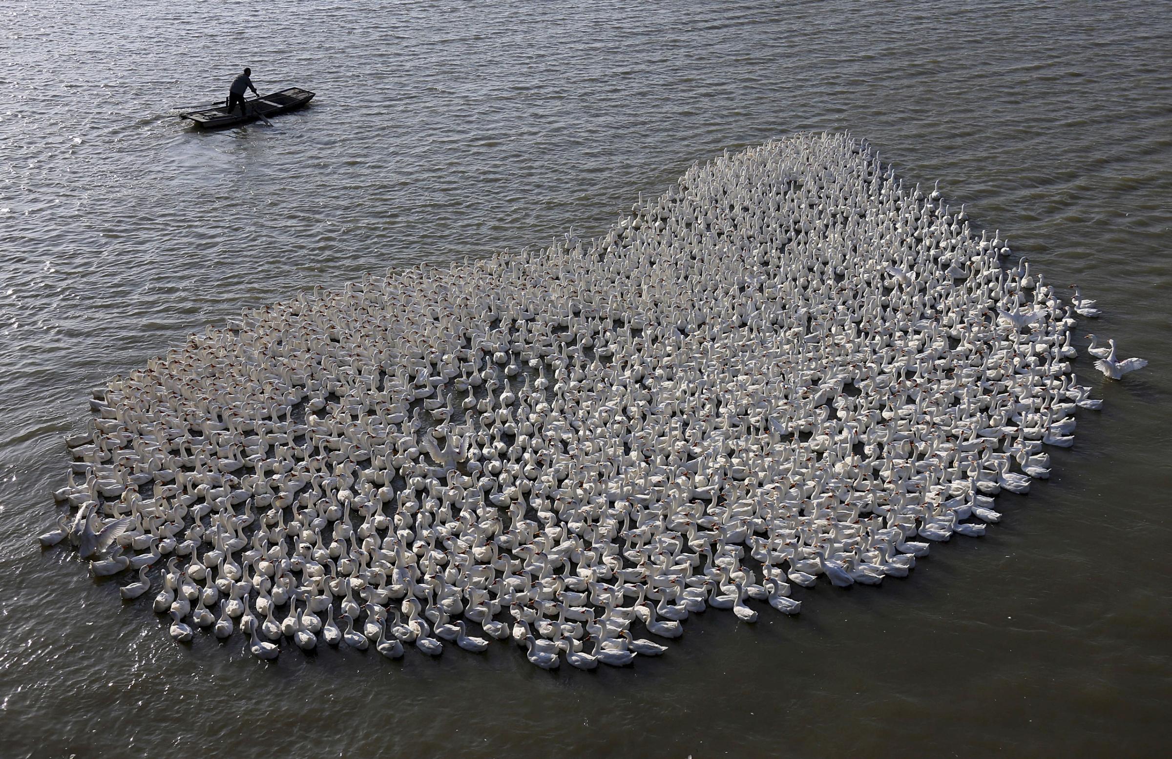 A farmer paddles his boat as he herds a flock of geese on a wetland area in Jinhu county