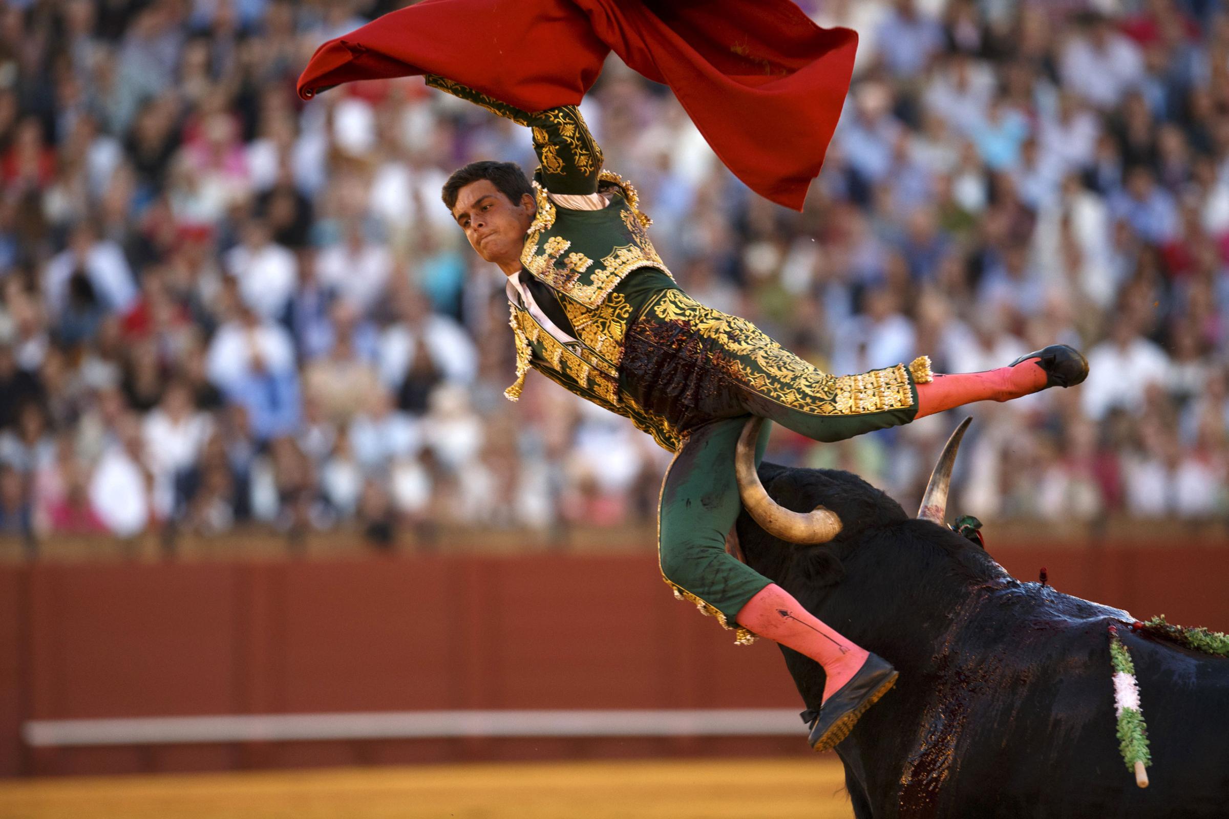 Spanish matador David Galvan is tackled by a bull during a bullfight in Seville, southern Spain