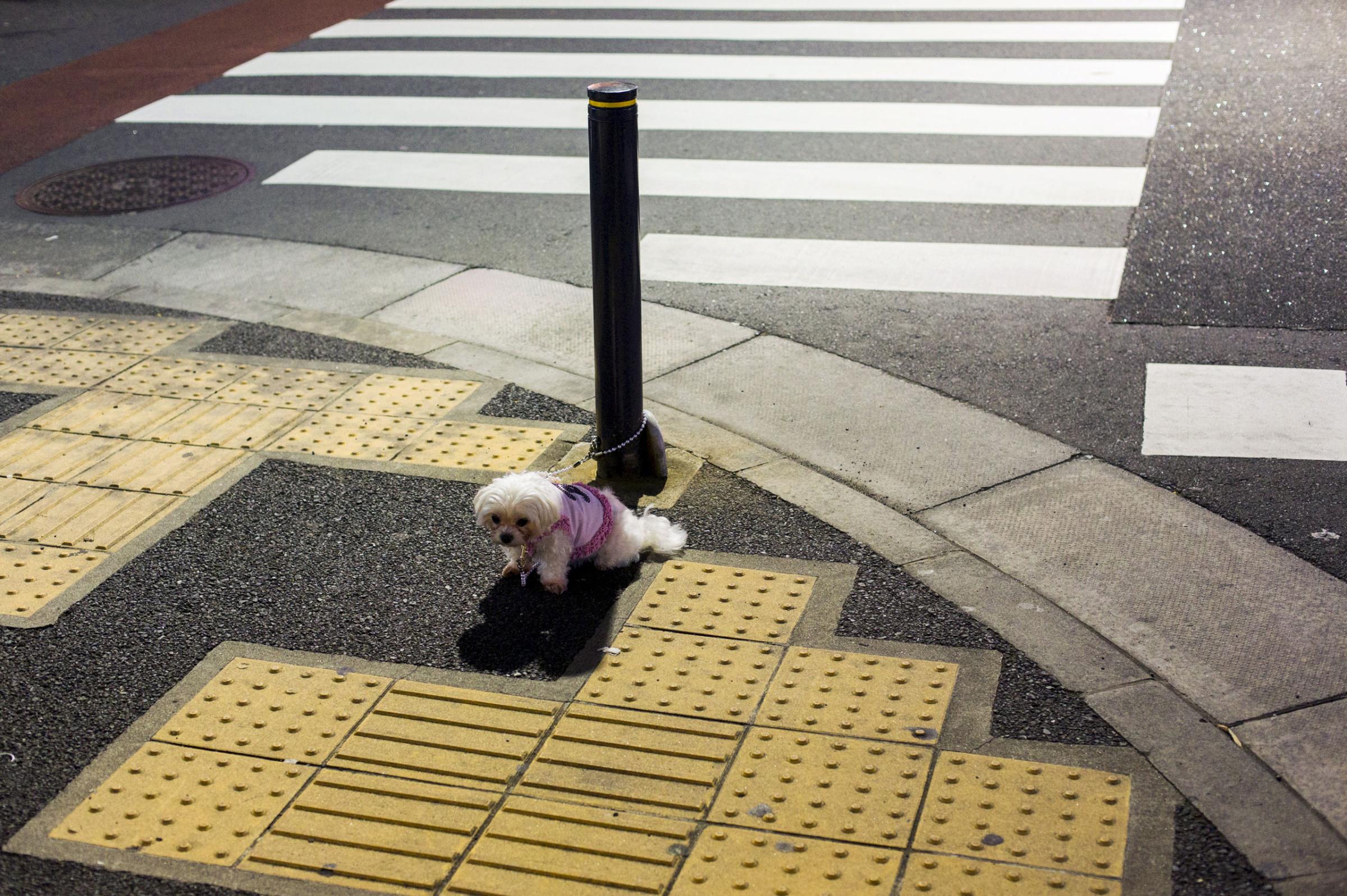 A pet dog is tied to a pole in an empty street as it waits for its owner outside of a shop in Tokyo