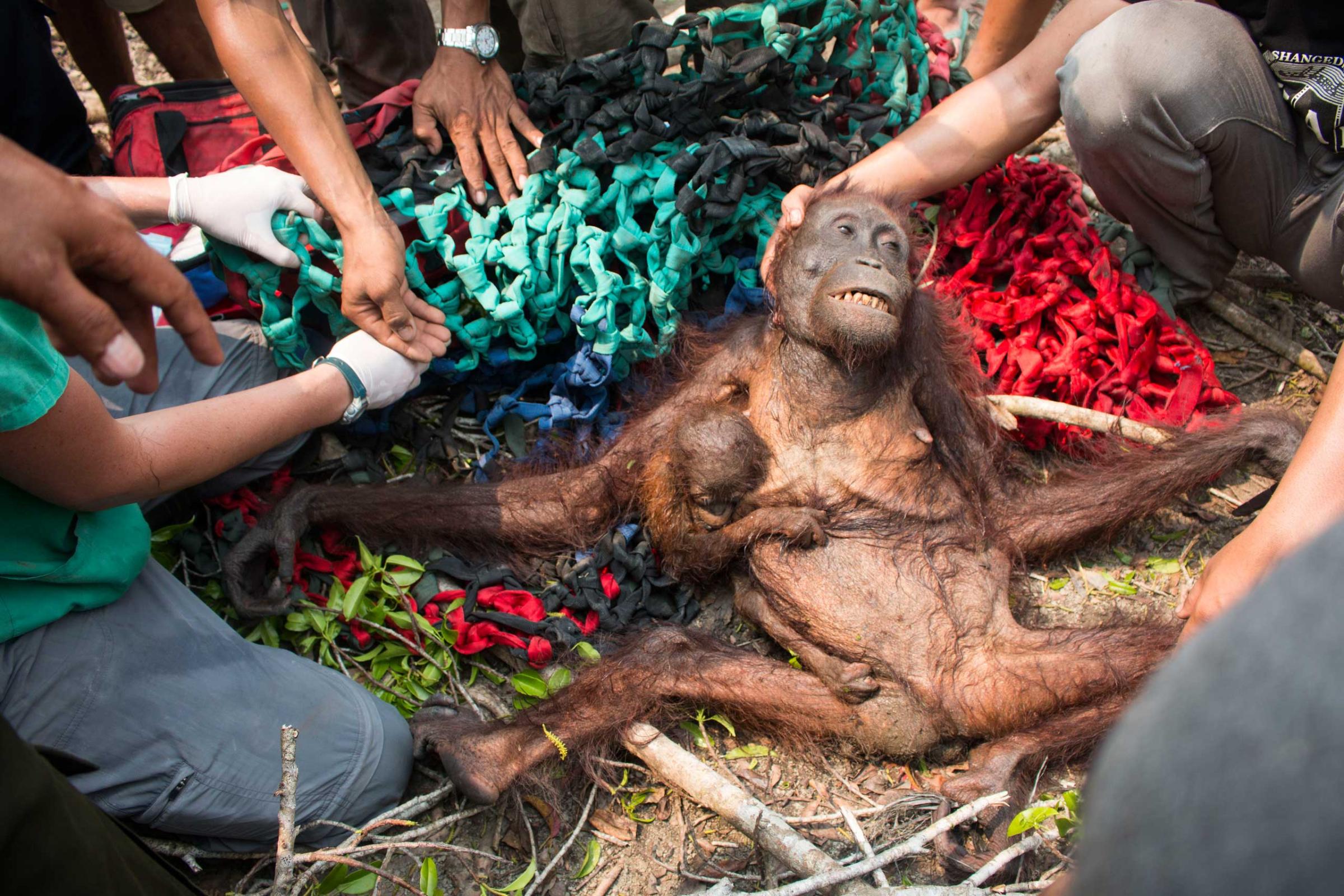 A malnourished and traumatized Borneo orangutan and her baby were rescued by International Animal Rescue from an attack by angry villagers in the village of Kuala Satong in West Kalimantan province, Indonesia, as they were escaping rampant wildfires. Primates fleeing forest fires in Indonesia often head to villages in search of food, which leads to an increase in human-animal conflict. Photo taken on Oct. 14, 2015 and released on Nov. 10, 2015.