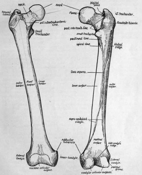 Right Femur Anterior View