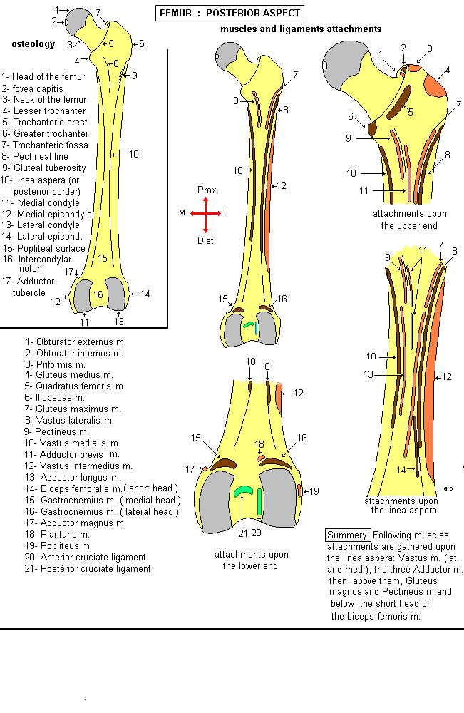 Right Femur Anterior And Posterior View