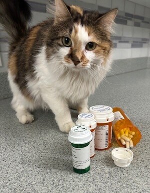 Can I Take My Pet's Medication?