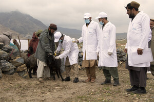 IFAD's Crisis Response Initiative strengthens food security for over 175,000 rural Afghan families amid challenges