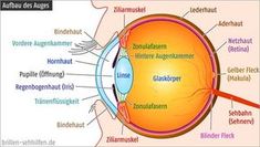 Das menschliche Auge in Seitenansicht. | zdravi | Health, Health ...