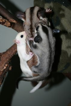 Sugar-Glider - 5Dfb5653fe6Da5f973c6fc3050756ca5  BlonDes Sugar GliDers