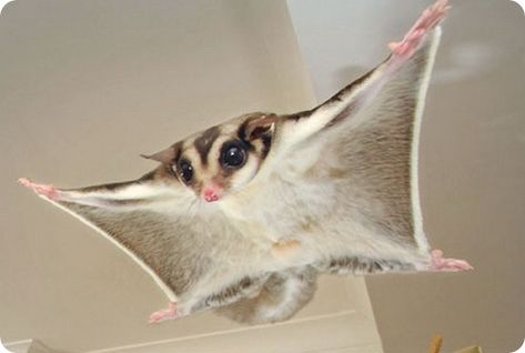 Die 25 besten Bilder von kurzkopfgleitbeutler - B27e1ce5729c049c5D2Db89bf8425735  Flying Squirrel Australian Animals