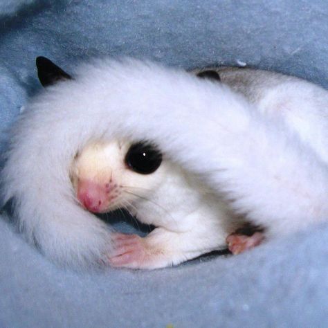 Die 25 besten Bilder von kurzkopfgleitbeutler - FeDbf4e06039cD73Dc8265c0f884cee7  Sugar Bears Sugar GliDers