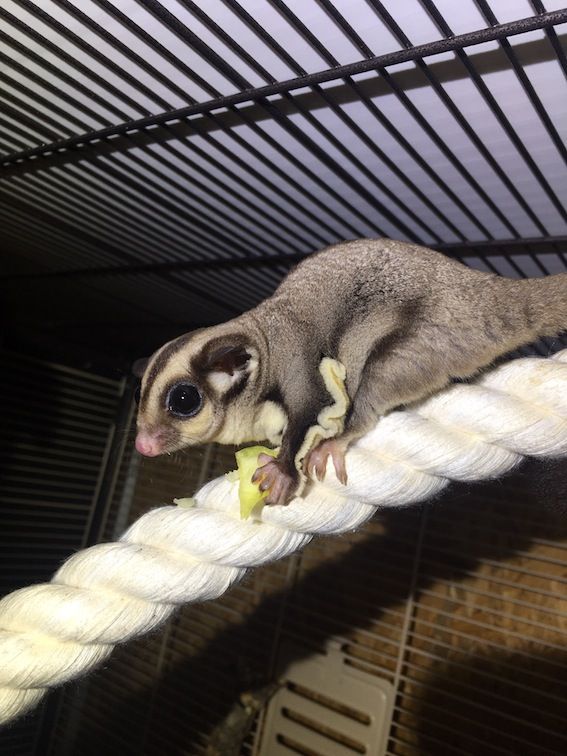 Sugar-Glider - 292007b83e7814927e73cD719487f64c