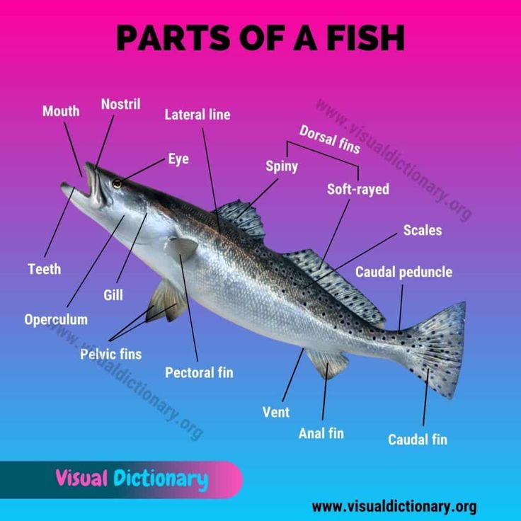 the parts of a fish labeled in english and spanish, with pictures on ...