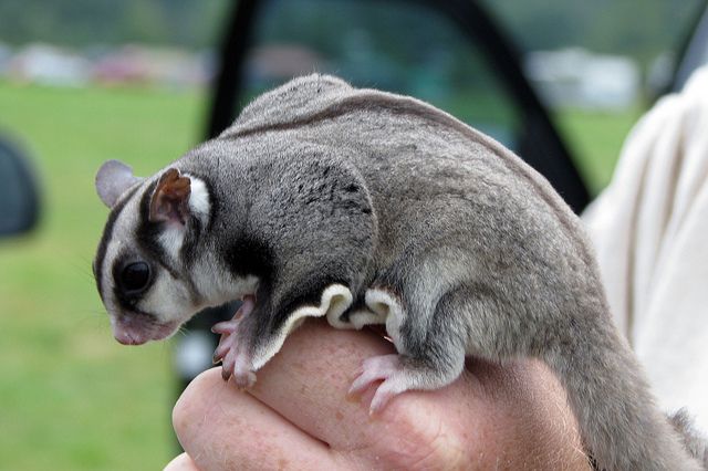 sugar-glider-care.jpg 640×426 pixels - 396aa9120e2DD20a6cD45368c413D45c  Sugar GliDer Care Sugar GliDers