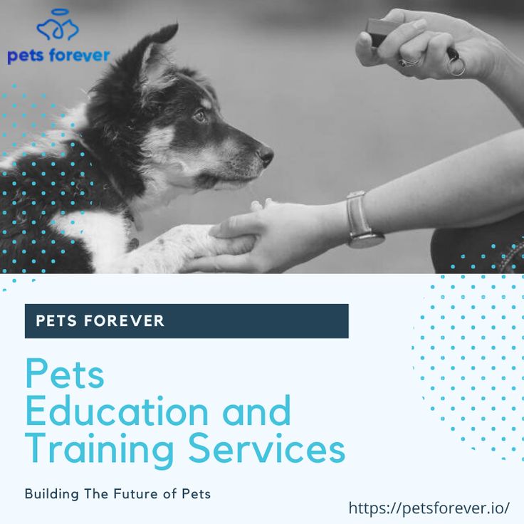 Pets Education and Training Services