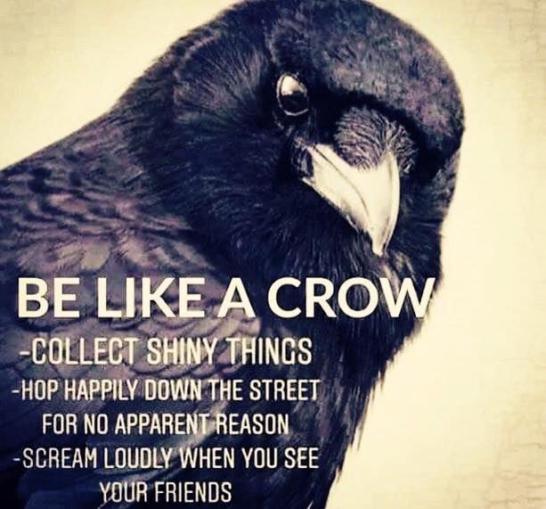 10+ Quotes About Crows