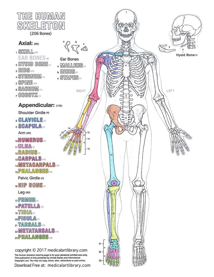 Schematic Diagram Of Human Body