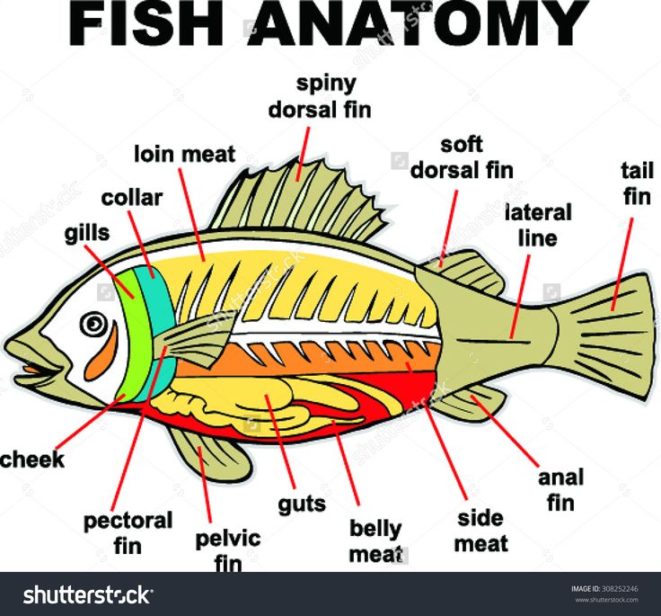 Simple Fish Anatomy Diagram Fish Anatomy Fish Unit Fish Activities ...