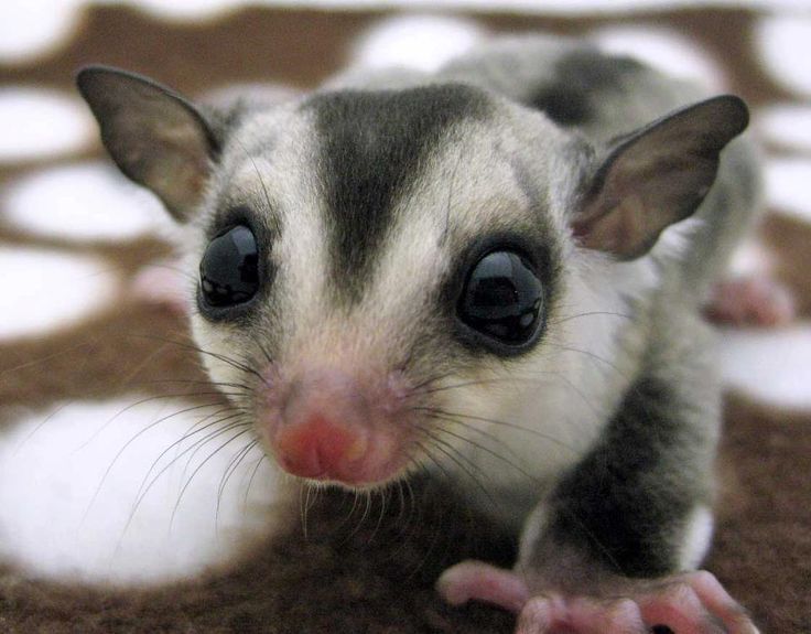 Sugar Glider - C800982859bb7efD7494eae5bD398ccb  Sugar Cubes Sugar Baby