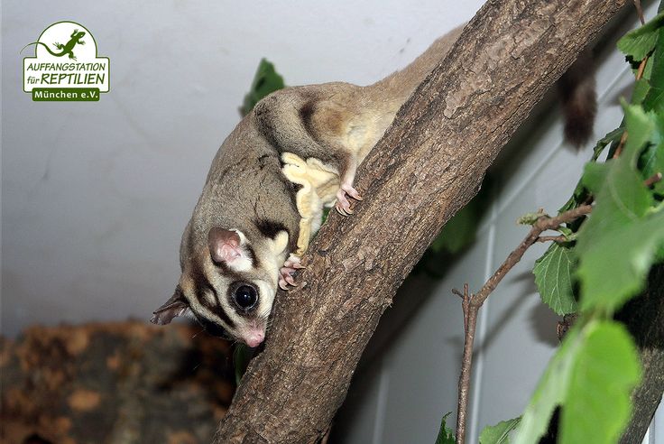 Ein Pärchen Kurzkopfgleitbeutler mit Namen "Mango" und "Litschi" konnte ... - D20D70e12668D538bbD9e6aDD6e17813  Mango Sugar GliDers