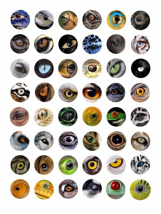 animals eyes 1x1 inch circles digital download collage sheet image ...