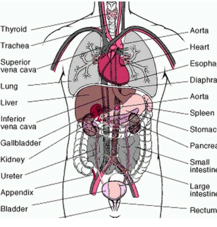 Labeled Diagram Of Internal Organs Human Body - Human Organs Drawing ...