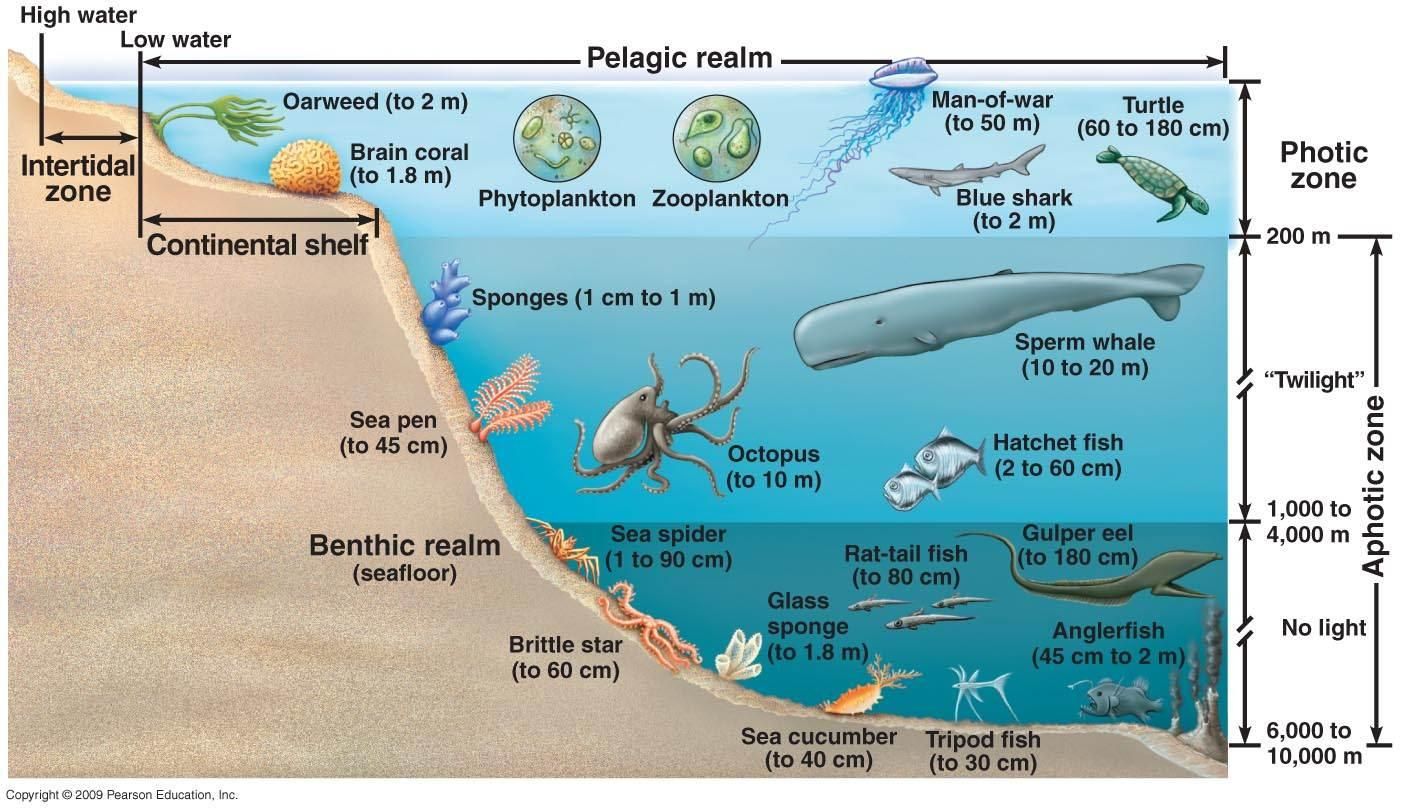 Ocean Zones and Animals Who Live There | Ocean zones, Continental shelf ...