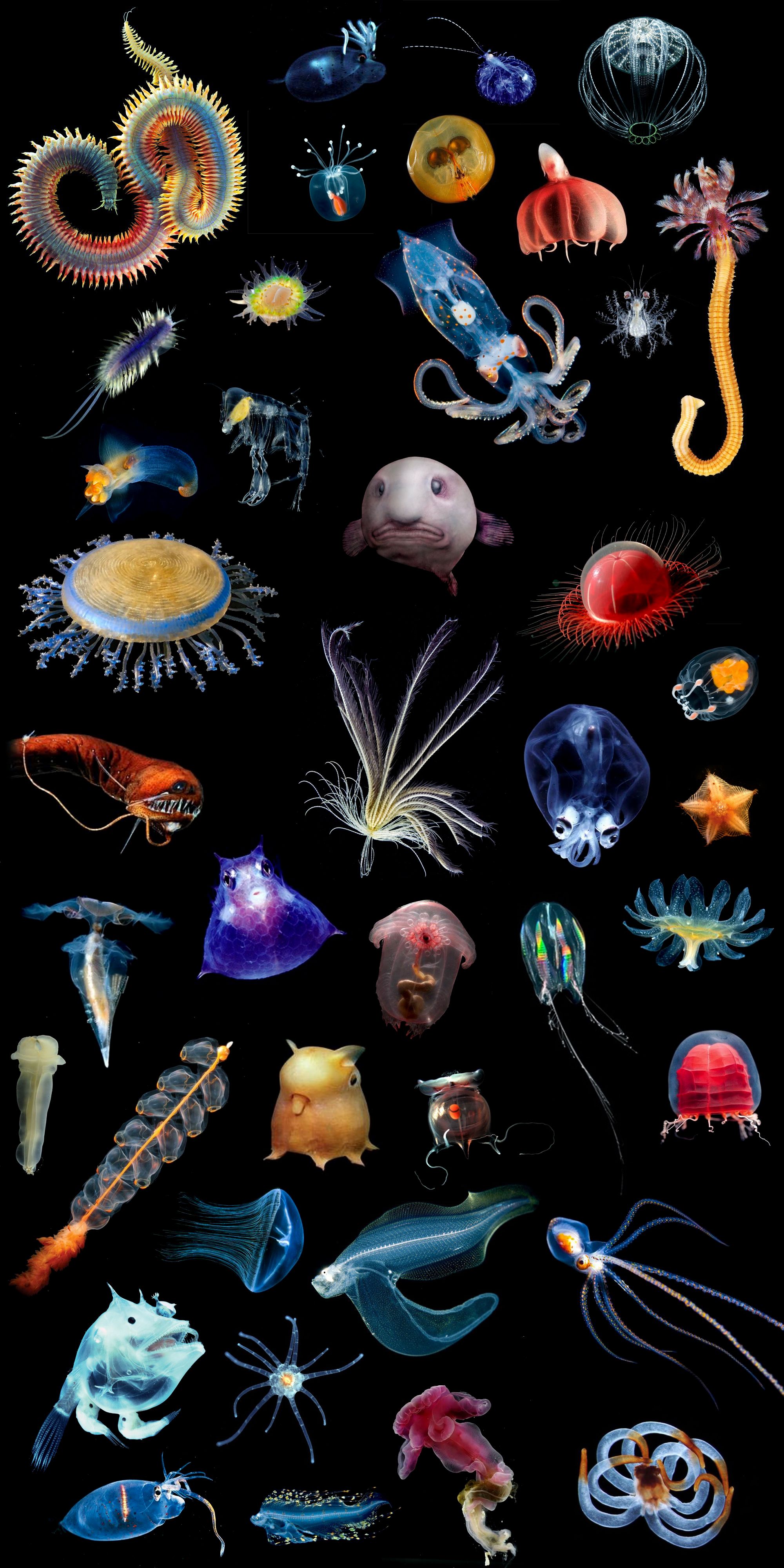 Pacific Ocean Animals List