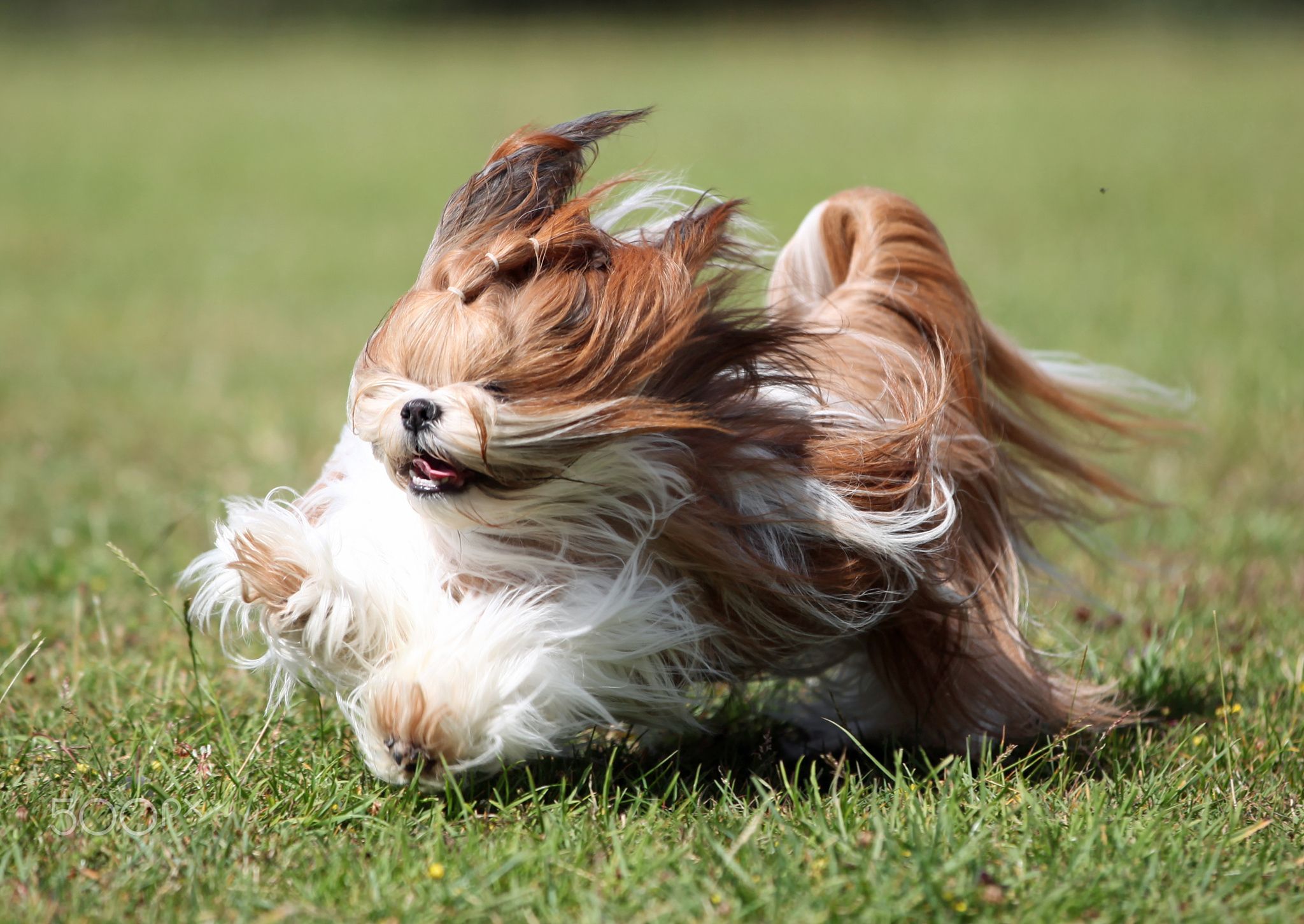 Shih Tzu Long Haired Shih Tzu Running On Grass Sweet Shih Tzu