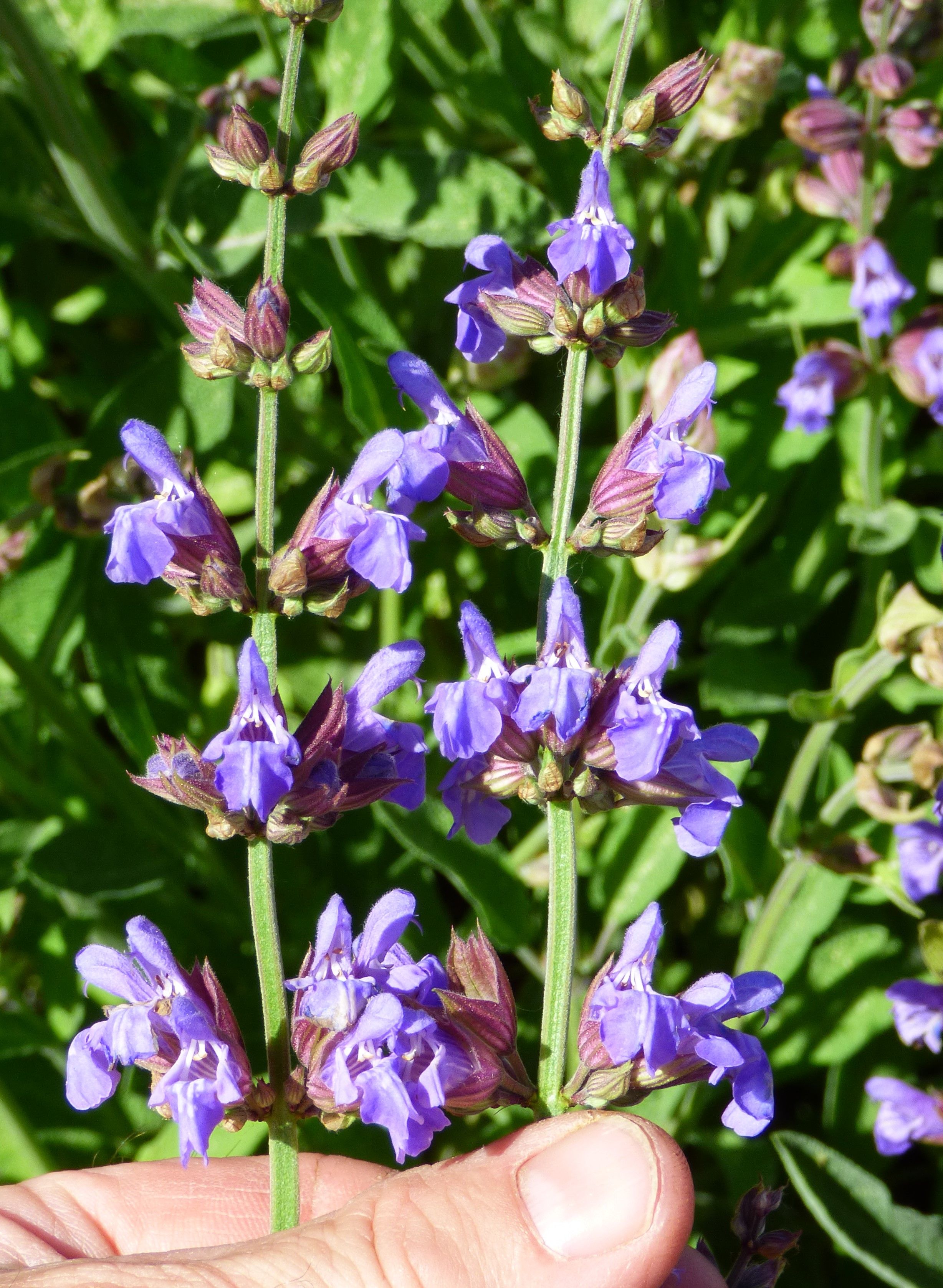 Are Salvia Flowers Edible - FLOWERSXL