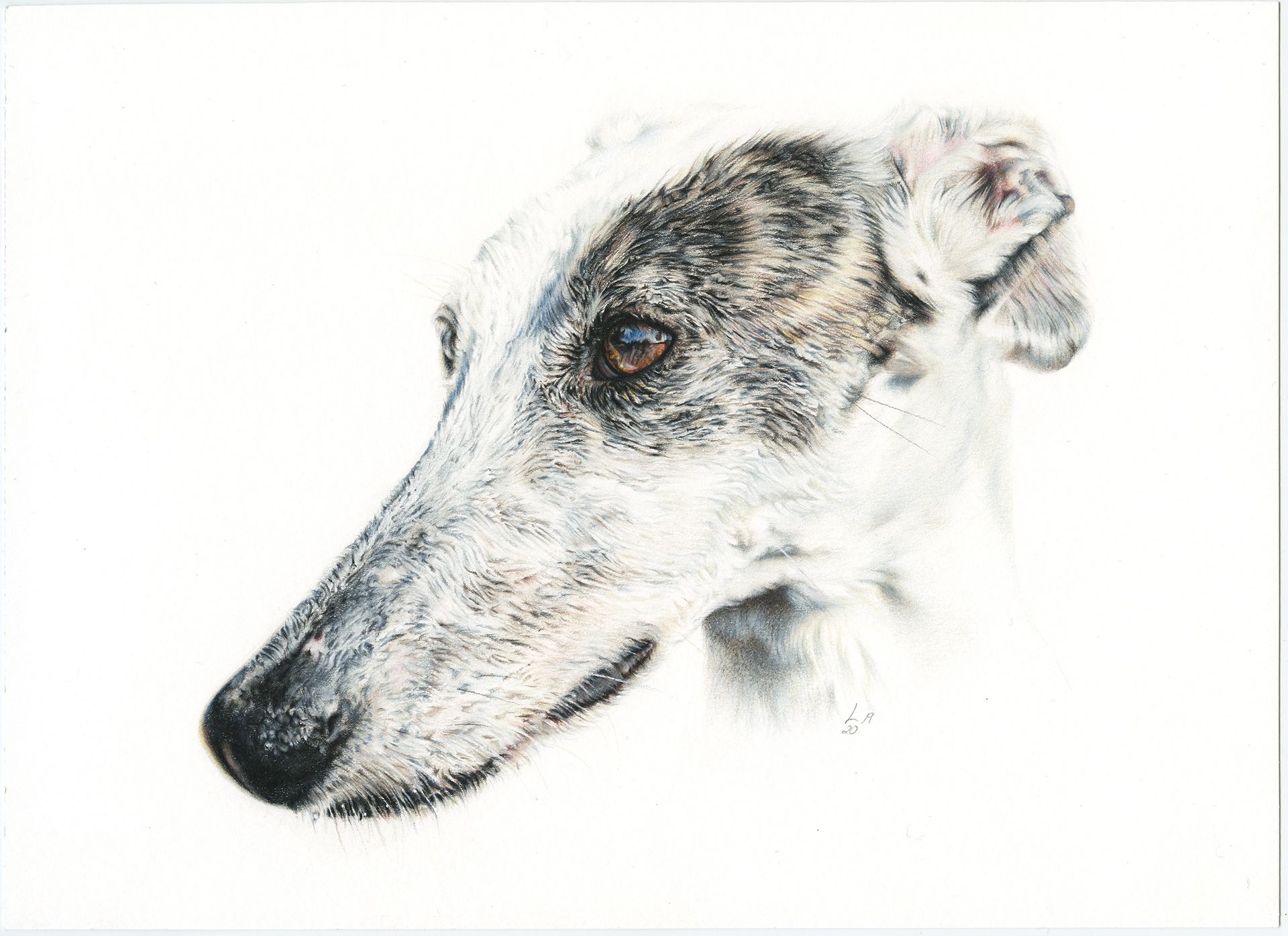 Lapiceros y galgos - Lapiceros | Arte de galgos, Retratos de perros ...