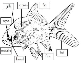 Mrs. I's Class: Label the Parts of a Fish (freebie) 1st Grade Science ...