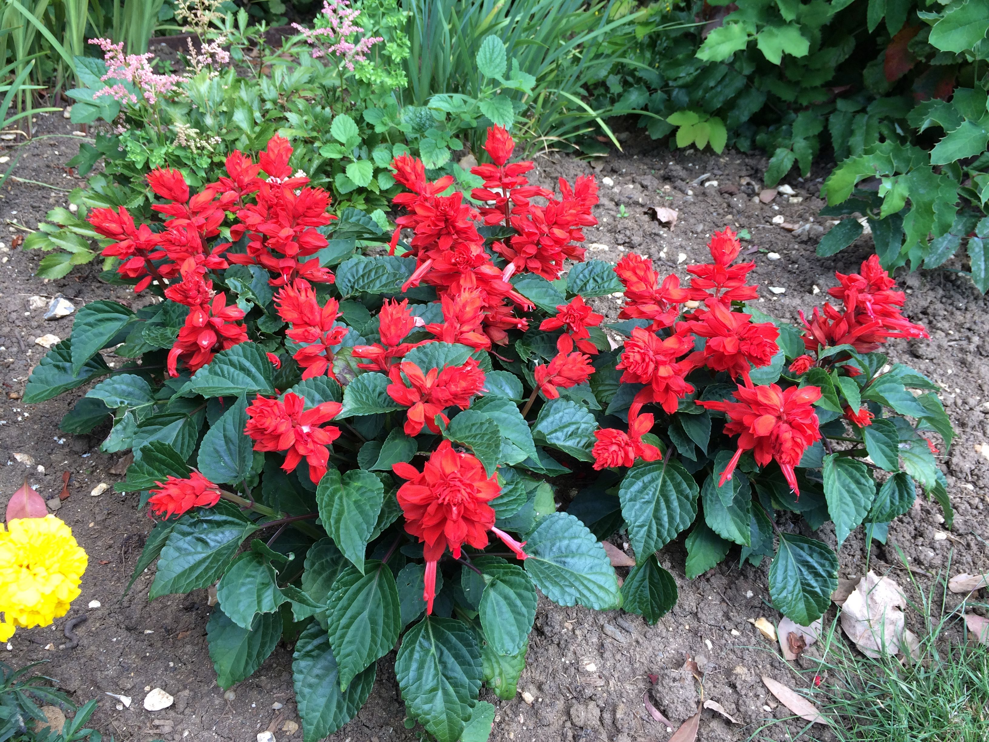 Red Salvia Flower Meaning - FlowerGarden