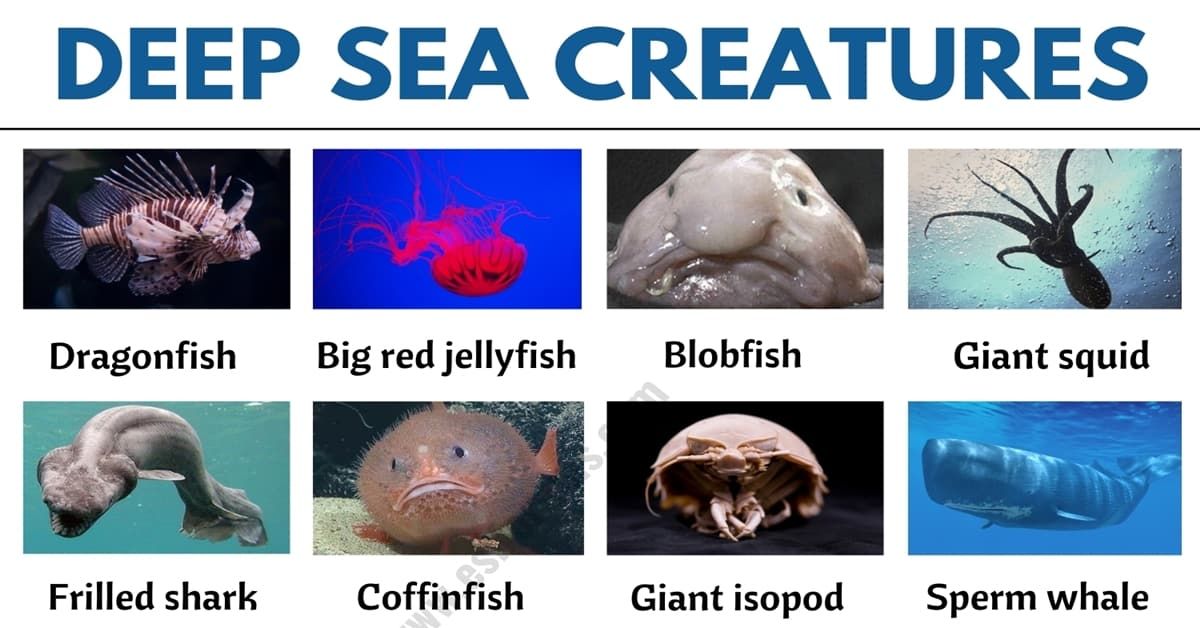 Deep-Sea Creatures! It's interesting to discover the deep ocean. In ...