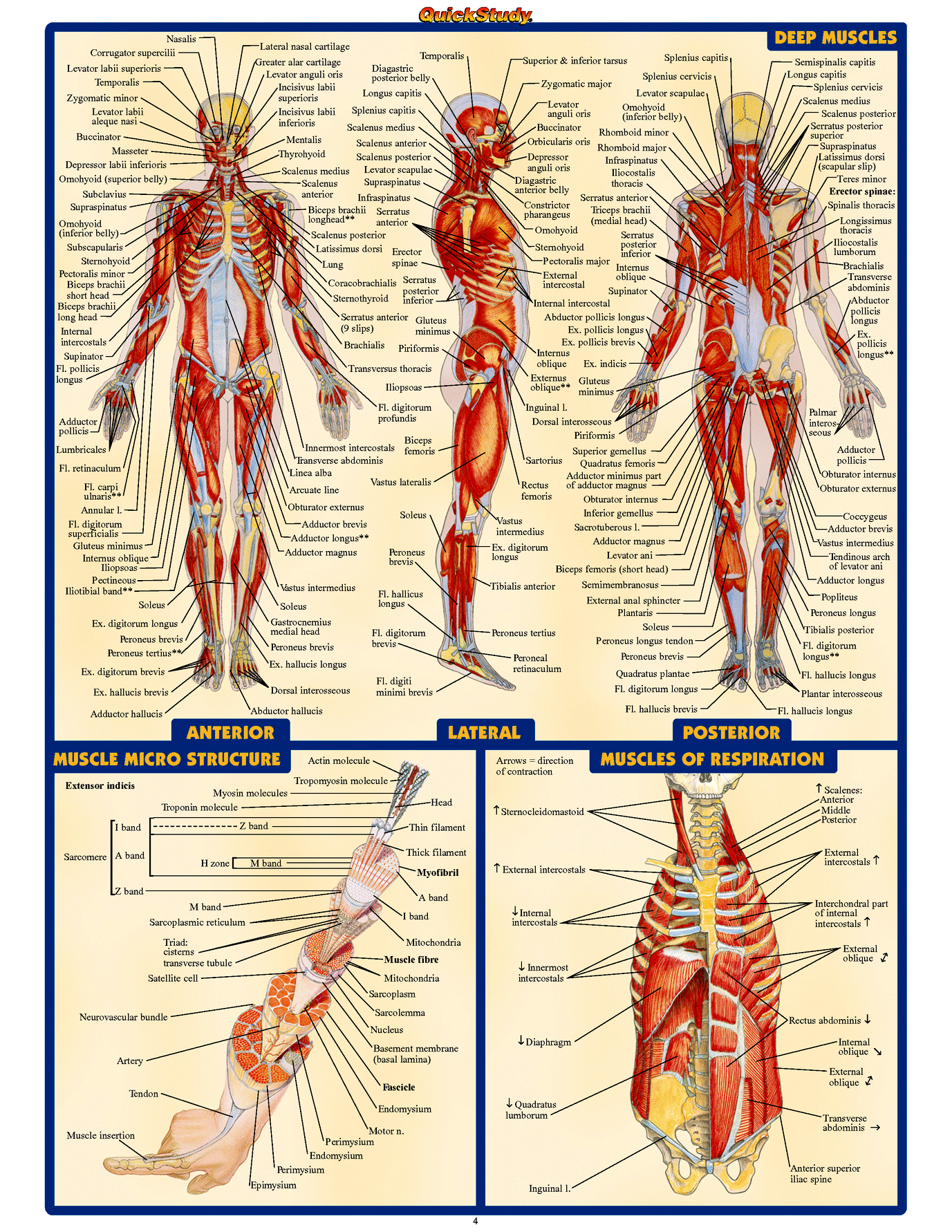 Free Anatomy Images Web Find & Download Free Graphic Resources For ...