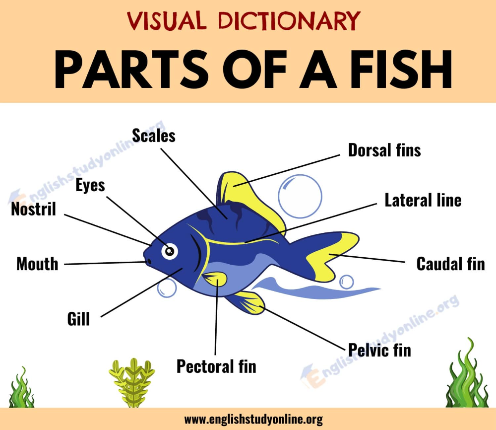 Parts of A Fish: Different Parts of A Fish with Functions & ESL Picture ...