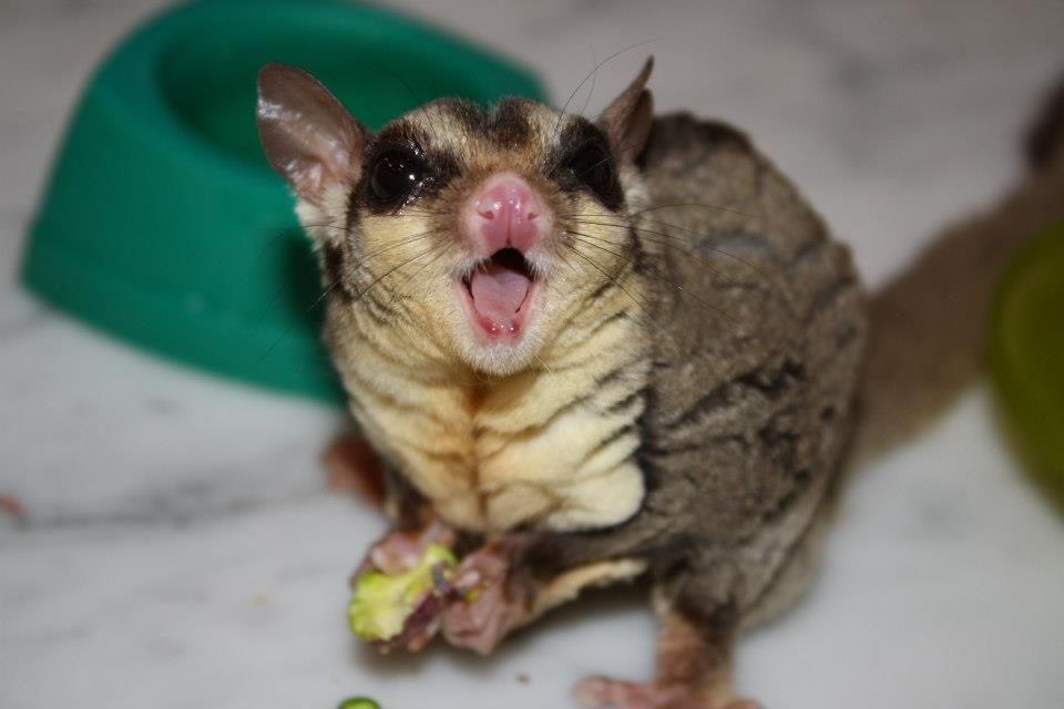 my sugar glider, Roscoe, eating a pistachio. Guinea Pig Toys, Guinea ... - 415e75D3fD7926f5164970Dcb9069042