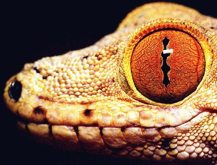 Lizard Eye