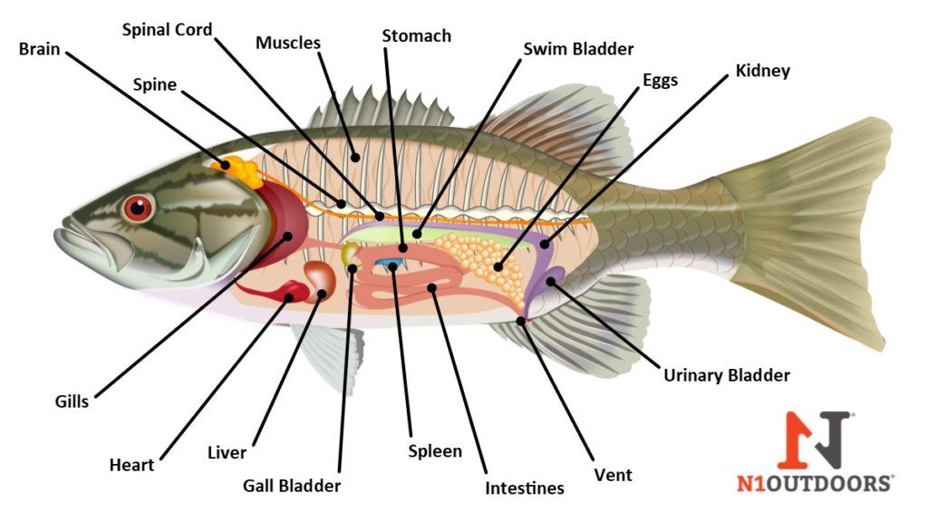 Koi fish skeleton anatomy diagram koi fish external anatomy diagram ...