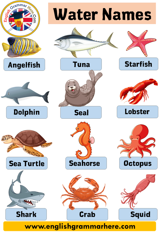 Images Of Water Animals With Their Names