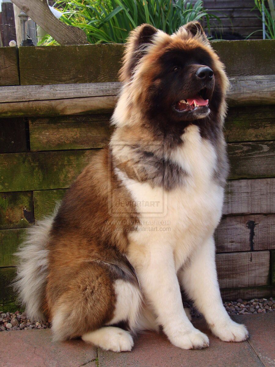 American Akita Long Coated Variety Dogs Pinterest American