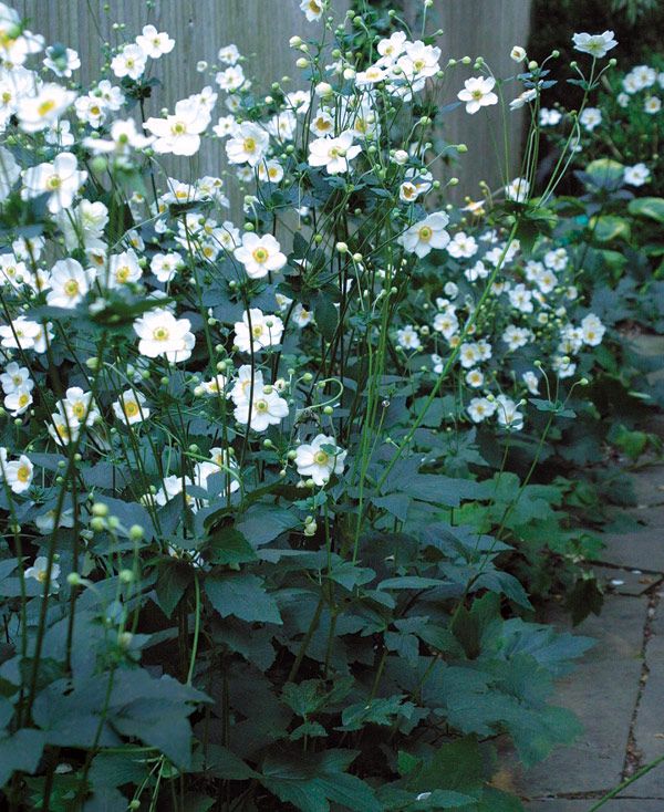 Anemone japonica Garden Shrubs, Garden Trellis, Perennial Garden, Shade ...