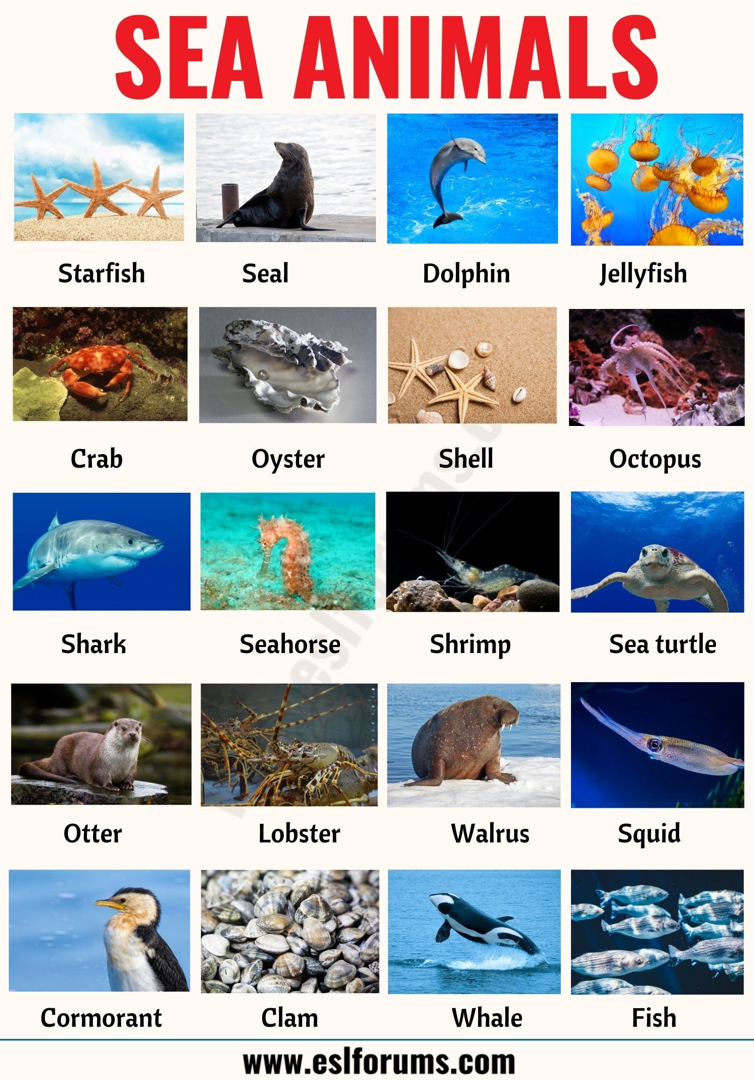 Sea Animals: List of 20+ Interesting Sea, Ocean Animals with the ...