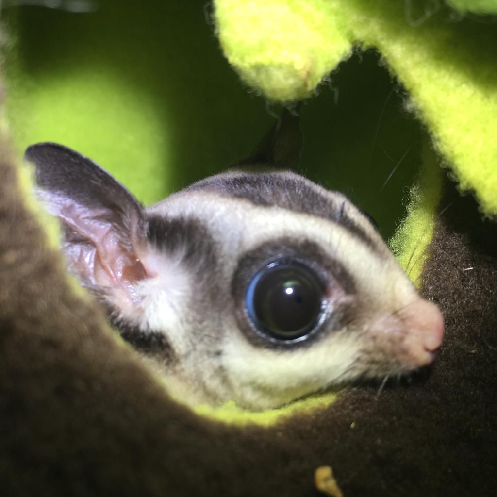 Sugar Glider - 59549860Dfc87c04ee68e76Dea1926e3