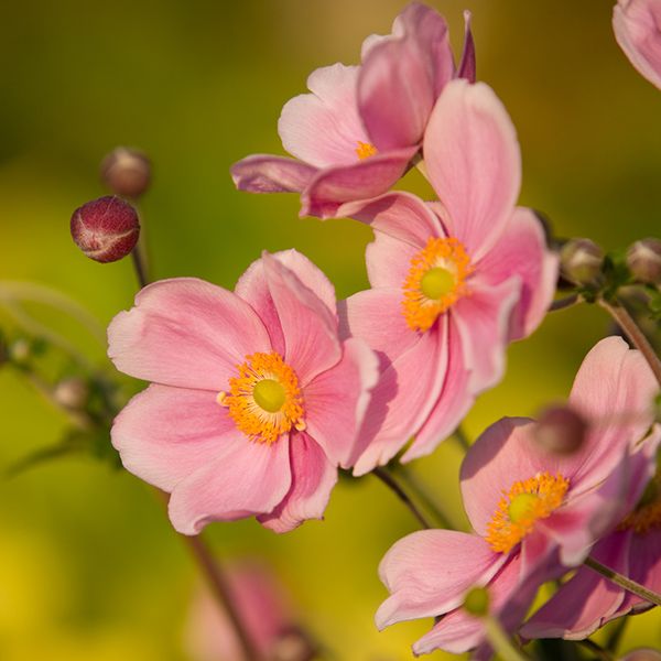 Anemone × hybrida 'September Charm' - Japanese anemone | Japanese ...