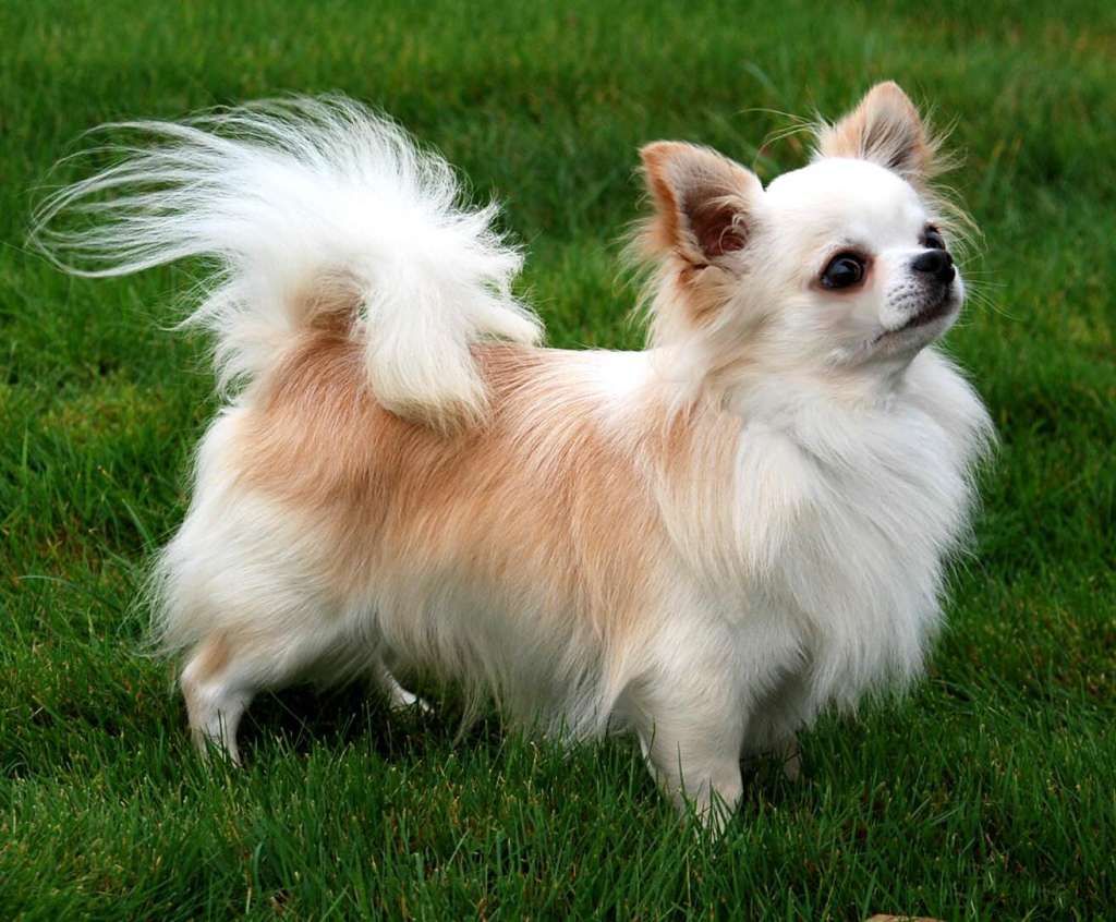 The Cutest Long Haired Chihuahua Pictures Long Haired Chihuahua